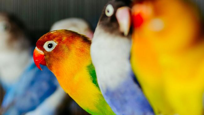 Bagaimana cara melatih burung untuk berkicau lebih sering